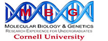 MBG Cornell University logo